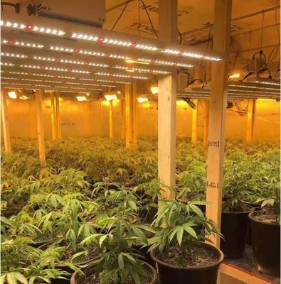 8バー 10バー 600w 800w 720w 室内LED成長ライト 室内植物のための植物ライト 水栽培